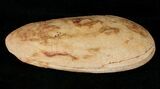 Australosomus Fossil Fish From Madagascar - Triassic #16739-3